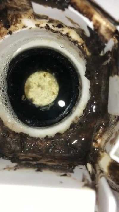 The mold in my brothers humidifier has begun to evolve. Life finds a way.