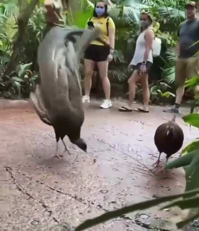 To mate