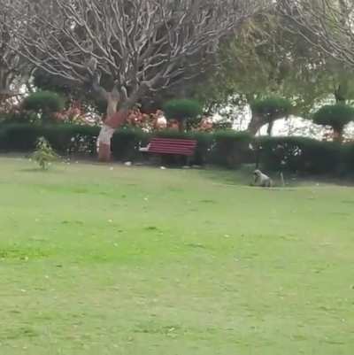 I can't get over this monkey copying a backflip
