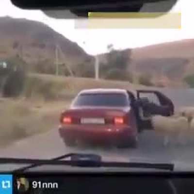 Car sheep