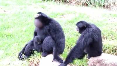 Monkey scream