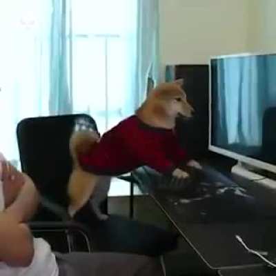 cachorro gamer fica puto quando atrapalha ele