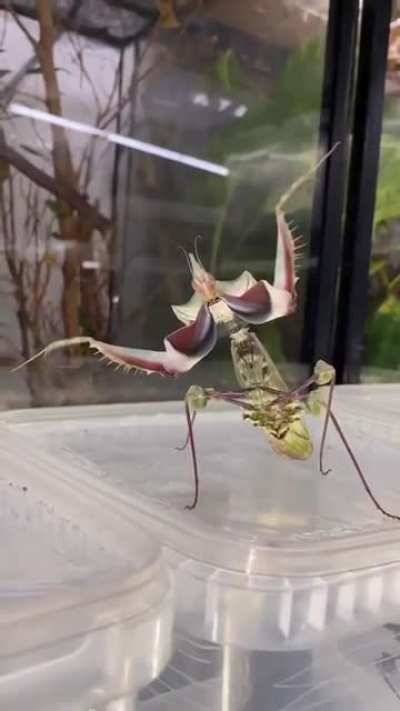 The devil's flower mantis, one of the largest species of praying mantises
