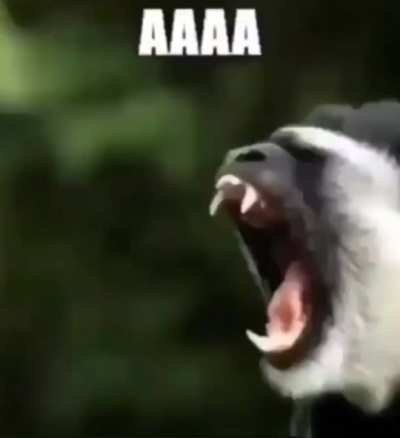 fassst & verrry furios