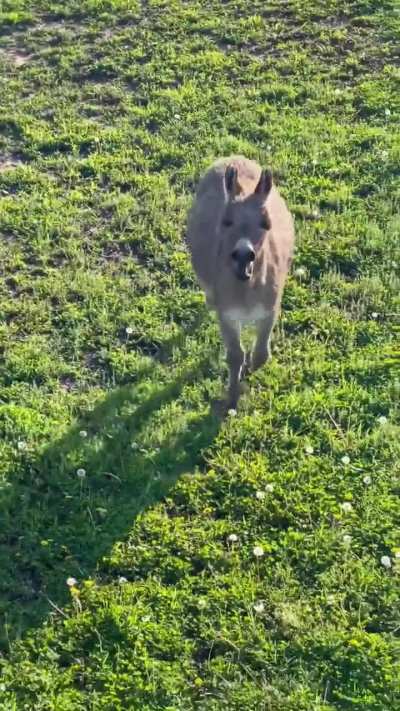 He’s just trying to make friends 😭