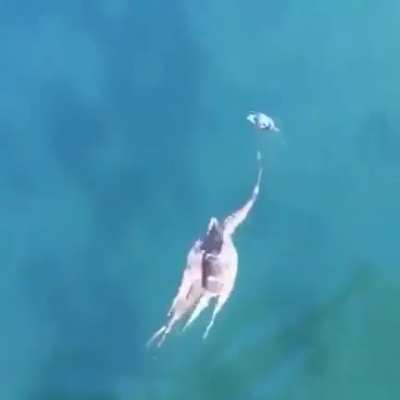 To escape from an octapus