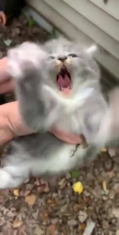 Happy’nt