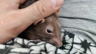 Lil yawn