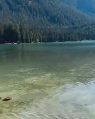 Oh, to be a cute duck swimming in Northern Italy