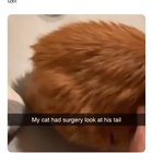 Thanks, I hate cat tails