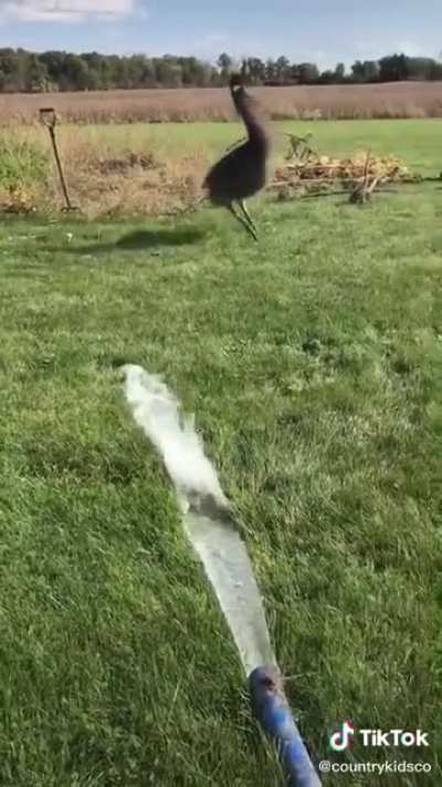 Kevin the emu