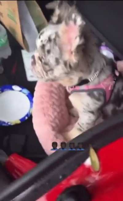 Poor Max 