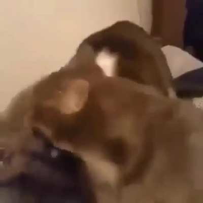 Monch