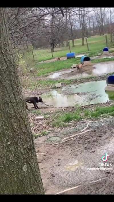 Someone please rescue them