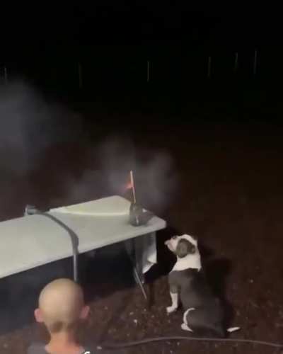Dog tries to fly