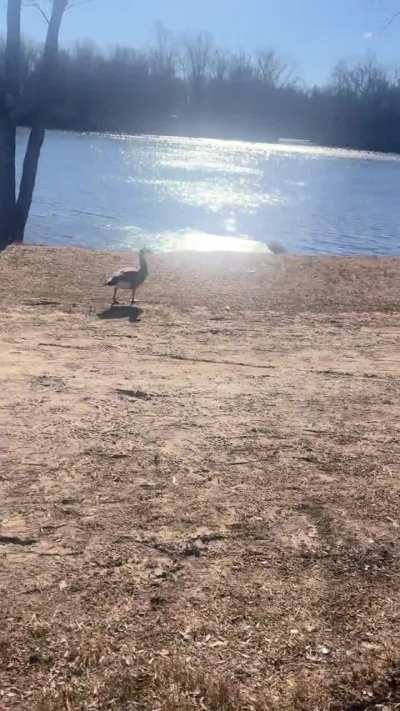Why is this goose moving it’s neck like that?