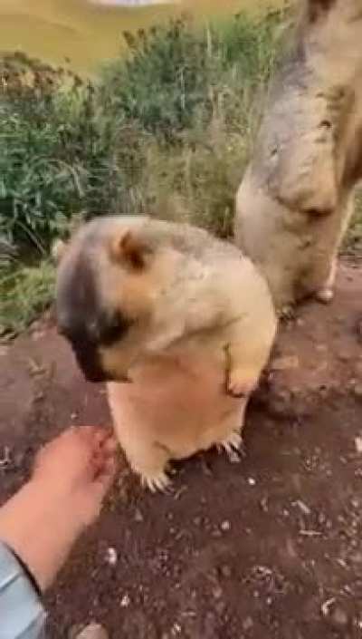 chonky!
