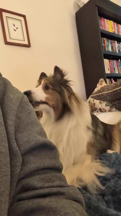 Sheltie grumble!