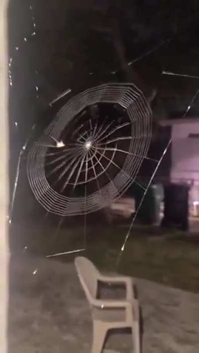 Spider making a web around it.