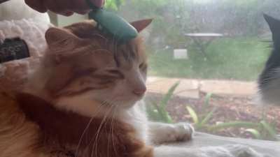 We finally found a brush he likes!! (And it’s cute and tiny!!)