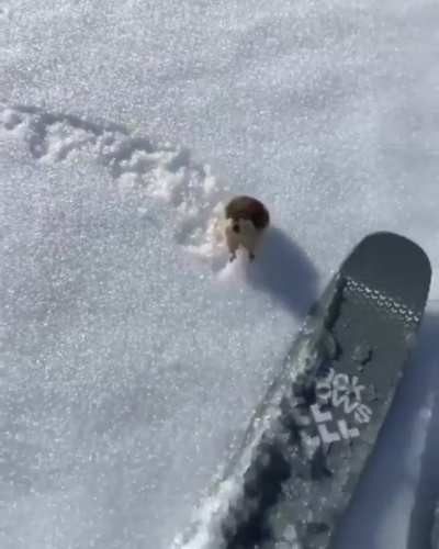 He attac