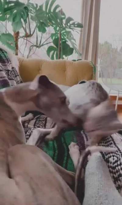 Just a little taste? No? Ok....