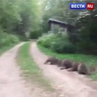 The racoon king