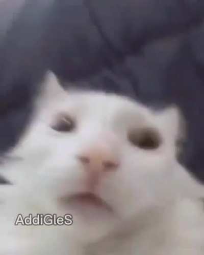 streams del cara de ratón: