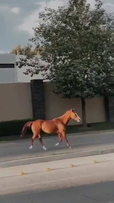 Horsing around