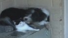 Caaaaaaaaaaaaat! Cat! Cat! Cat! I love you cat!