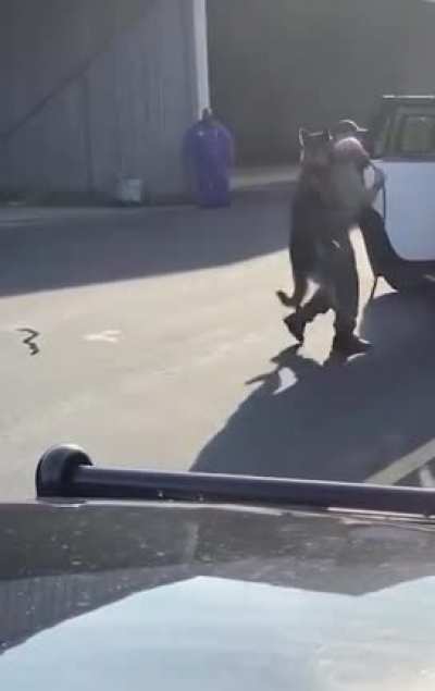 Police officer in North Carolina chokes a police dog by its leash and slams it against a car while another officer reassures him there are 