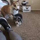Pupper does a heckin leap