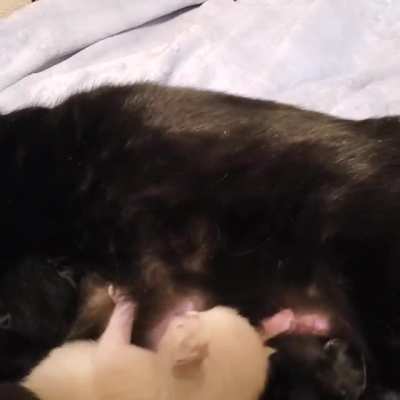Smol kitty, big milk coma