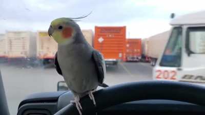 He was so happy until that semi truck came by...