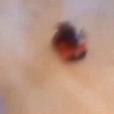 Lobster Incident This is so sad 😔
