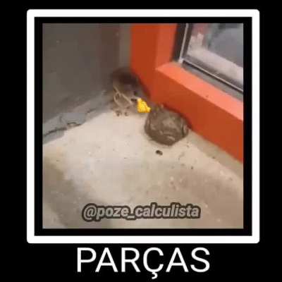 🐭🤝🐸