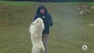 The dog didn't let the reporter work