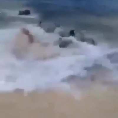 Dogs vs Shark on the beach