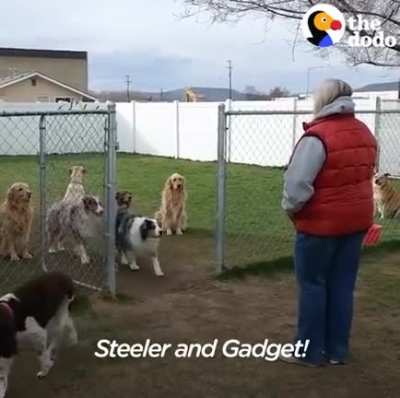 Dogs are Awesome!!!!!