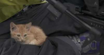 if i fits i sits