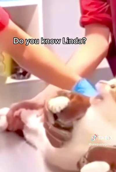 You got the wrong cat