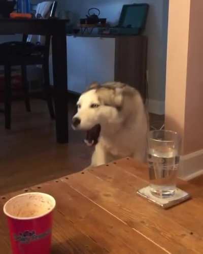 Husky arguing with owner.