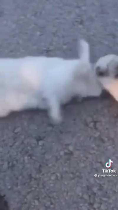 Poor rabbit