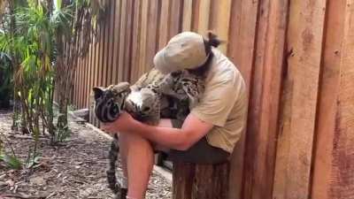 Leopard cuddles