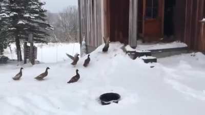 Ducks instantly regret going out in the cold.