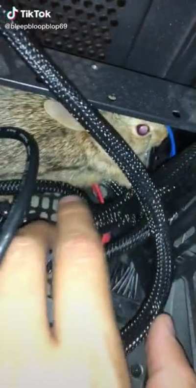 Cat Brought a Bunny In