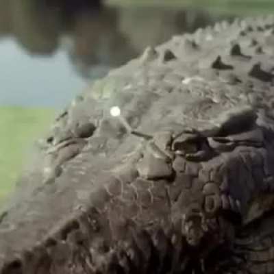 Getting rid of a gator