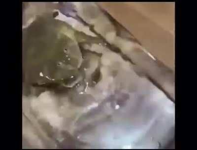 How to perfectly cut off a screaming frog irl