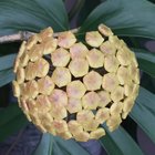 Timelapse of these flowers growing