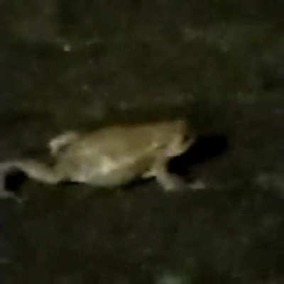 ich🐸iel